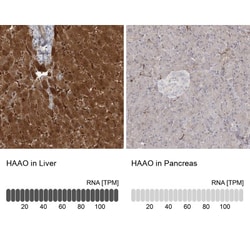 HAAO Antibody, Novus Biologicals 25 &mu;L; Unlabeled:Antibodies, Polyclonal